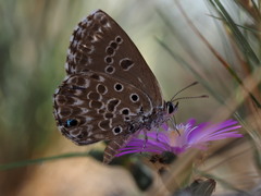 Lepidochrysops ortygia