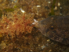 Dendronotus