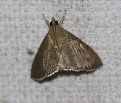 Hyalobathra crenulata