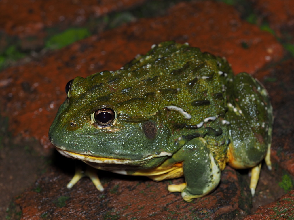 Giant African Bullfrog