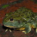 非洲牛箱頭蛙 - Photo 由 steveball 所上傳的 (c) steveball，保留部份權利CC BY-NC