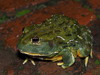 Giant African Bullfrog - Photo (c) steveball, some rights reserved (CC BY-NC), uploaded by steveball