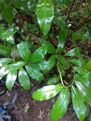 Costus dubius