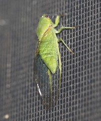 Glaucopsaltria viridis