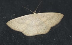 Cyclophora obstataria