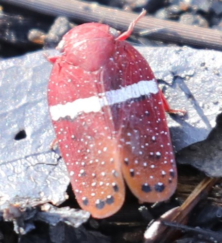 Mesonitys fulleborni