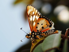 Abantis tettensis