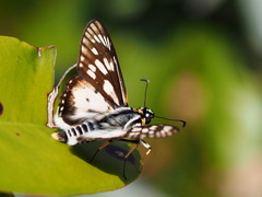 Abantis tettensis