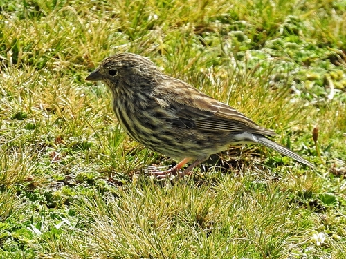 Plumbeous Sierra Finch (Geospizopsis unicolor), photo 9