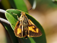 Parosmodes morantii