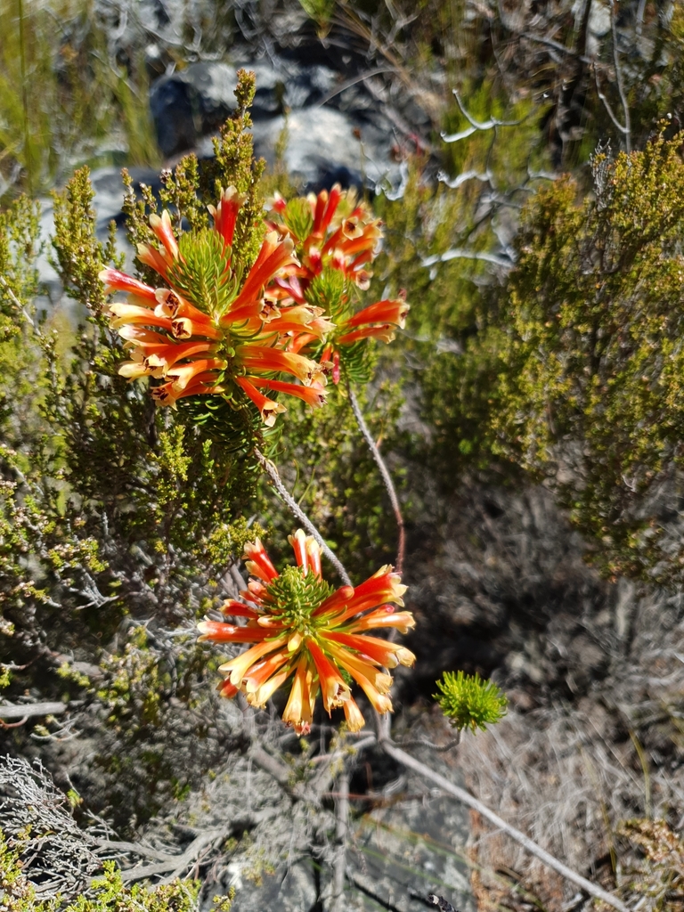 Grand-Golden Heath hybrid
