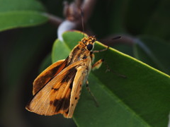 Parosmodes morantii