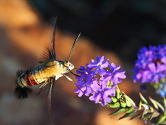 Cephonodes hylas virescens
