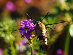 Cephonodes hylas virescens