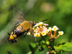 Cephonodes hylas virescens