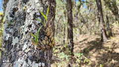 Oncidium brachyandrum