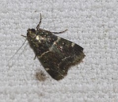 Orthaga atribasalis