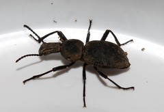 Cephalostenus orbicollis