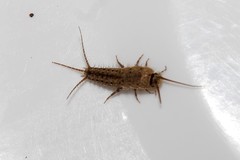 Ctenolepisma ciliatum