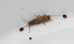 Ctenolepisma ciliatum