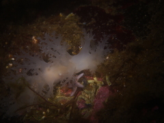 Dendronotus