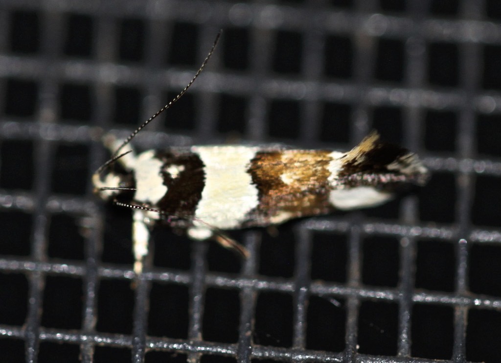 Macrobathra chryseostola