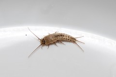 Ctenolepisma ciliatum
