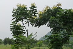 Ailanthus