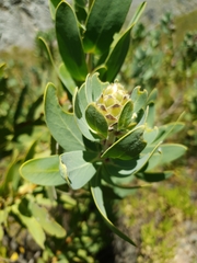 Protea lacticolor