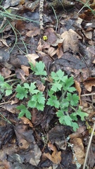 Ranunculus neapolitanus