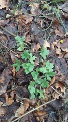 Ranunculus neapolitanus