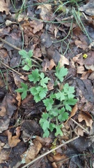 Ranunculus neapolitanus