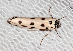 Ethmia sphaerosticha