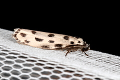Ethmia sphaerosticha
