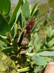 Protea lacticolor