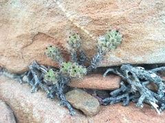 Trichodiadema hallii