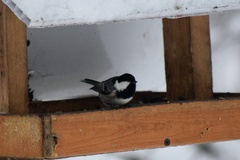 Periparus ater