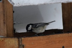 Periparus ater