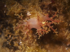 Dendronotus