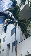 Ptychosperma elegans