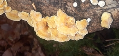 Cerrena zonata