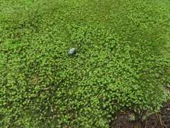 Trachycystis microphylla