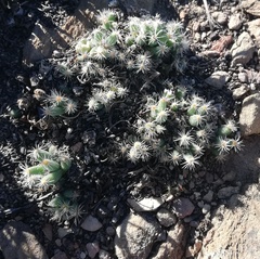 Trichodiadema marlothii