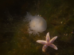 Dendronotus