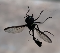 Salpingogaster