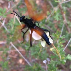 Mydas xanthopterus