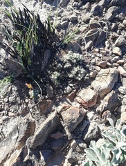 Trichodiadema marlothii