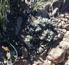 Trichodiadema marlothii