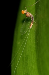 Ephemeroptera