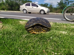 Trachemys venusta iversoni